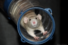 Rat