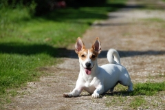 Hond Spoekie (Jack Russel)