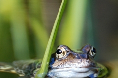 Kikker in de tuin