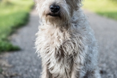 Hond Dodger tijdens wandelen
