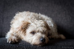 Hond Dodger op de bank