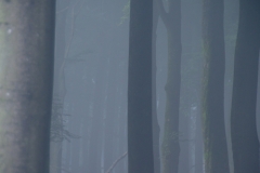 Hert tussen de bomen in Ede