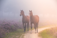 Paarden op de heide in Ede