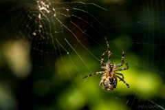 Spin maakt een web