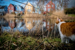 Kat Siepie