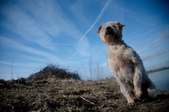 Hond Dodger