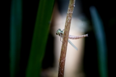 Juffer in de tuin