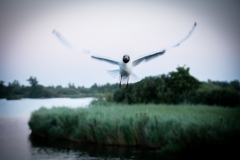 Meeuw in Friesland
