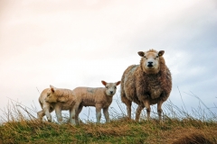 Schaap met lammetjes op Texel