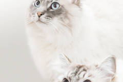 Katten Billy en Boris