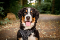 Sjors en Daphne met Noef en Beau