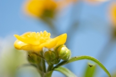 Fotograaf Silvia de Wit