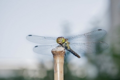 Fotograaf Milou Oomens