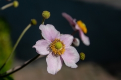 Fotograaf Silvia de Wit