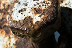 Fotograaf Angela de Klyn-Schuurman