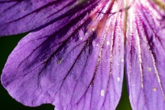 Fotograaf Silvia de Wit