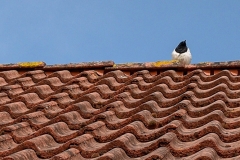 Fotograaf: Silvia de Wit